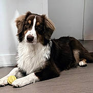 Athena participe au concours pour gagner de l'argent avec cette photo : animal, ball, brown, canine, companion, curious, cute, dog, domestic, floor, fur, house, indoor, laying, paw, pet, portrait, relaxed, toy, white