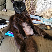 Diablo joined the competition — help win amazing prizes! cat, black_cat, pet, feline, sitting, couch, blanket, shaved_belly, relaxed, indoor, fur, animal, green_eyes, home, cozy, resting, furniture, cute, whiskers, lazy