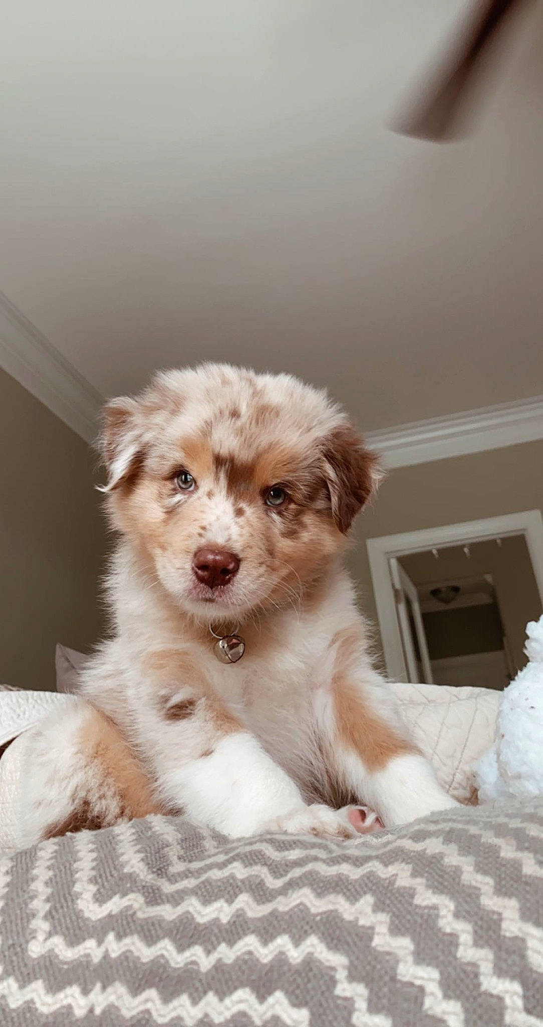 Ralphie joined the competition — help win amazing prizes! canidae, carnivore, chair, companion_dog, dog, dog_breed, fawn, fur, liver, maltepoo, plant, sporting_group, terrestrial_animal, terrier, toy_dog, whiskers, working_animal