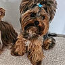 adorable, animal, brown_dog, close_up, companion, curious, cute, cute_pet, dog, domestic_animal, fluffy, fur, furry, hair_tie, indoor, looking, pet, sitting, small_dog, two_dogs