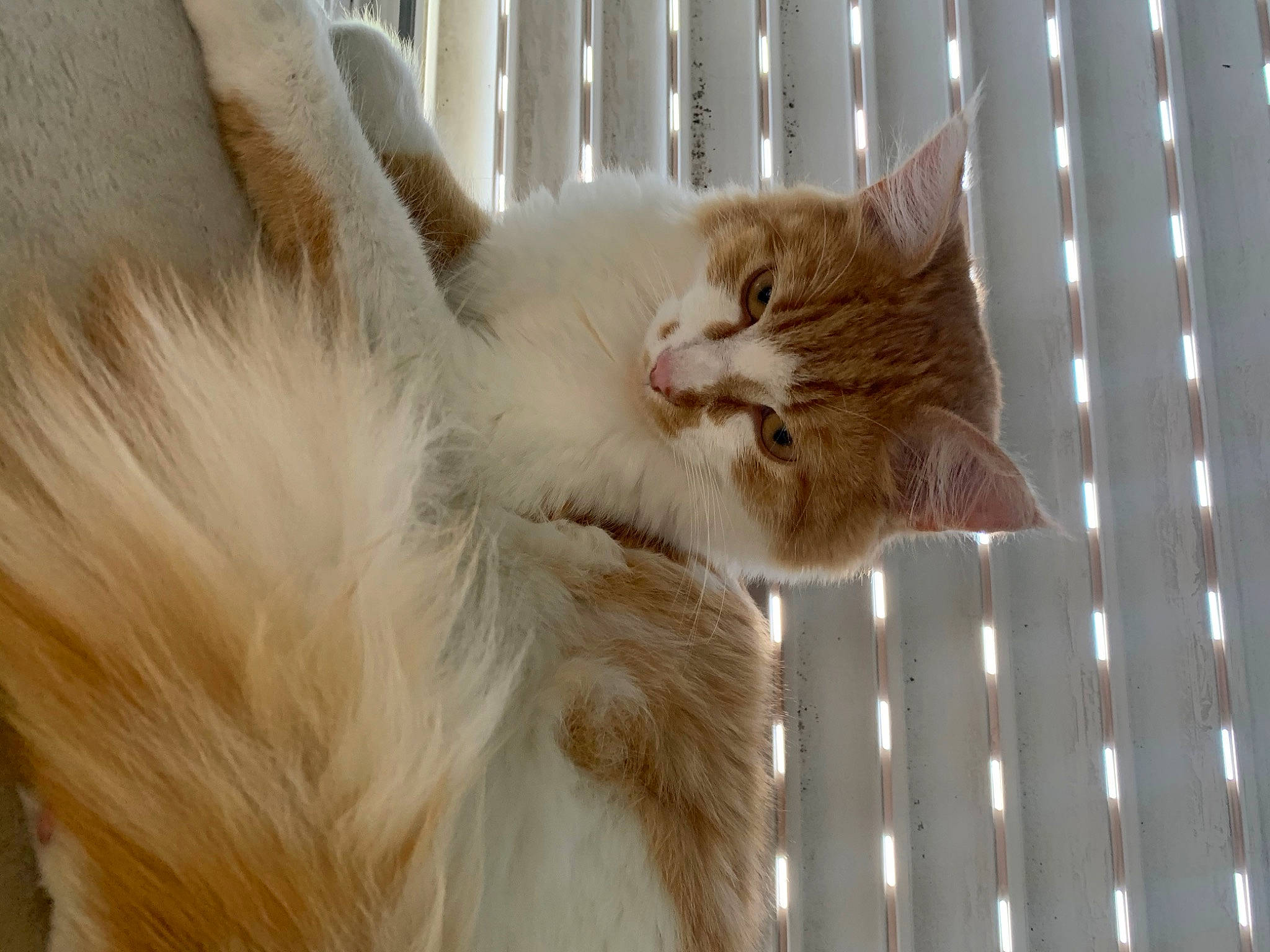 Polochon participe au concours pour gagner de l'argent avec cette photo : carnivore, cat, claw, comfort, curtain, domestic_short_haired_cat, fawn, felidae, fur, paw, plant, small_to_medium_sized_cats, tail, terrestrial_animal, whiskers, window, window_covering, window_treatment, wood