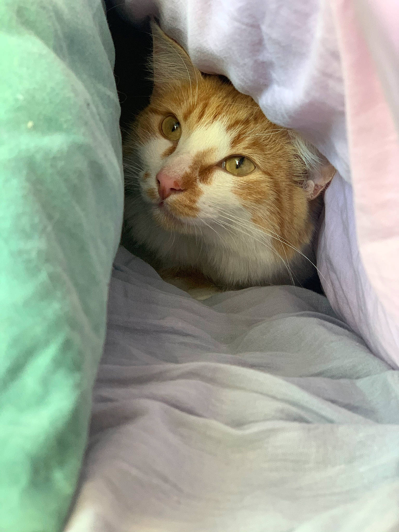 Polochon participe au concours pour gagner de l'argent avec cette photo : bed, bedding, carnivore, cat, claw, comfort, domestic_short_haired_cat, fawn, felidae, fur, linens, nap, paw, sitting, sleep, small_to_medium_sized_cats, snout, tail, terrestrial_animal, whiskers