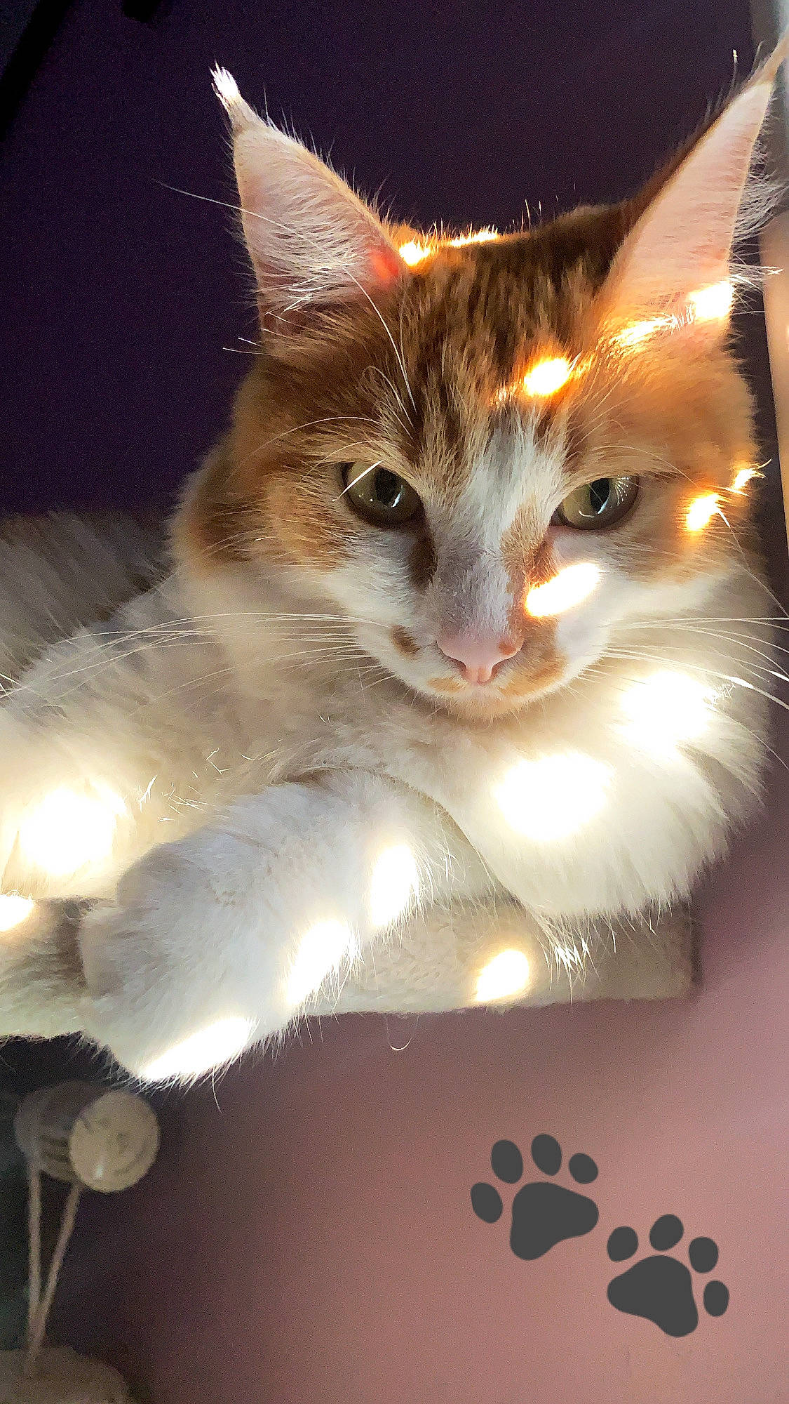 Polochon participe au concours pour gagner de l'argent avec cette photo : art, box, carnivore, cat, claw, domestic_short_haired_cat, event, eye, felidae, fur, holiday, light, lighting, pattern, paw, photo_caption, small_to_medium_sized_cats, snout, tail, whiskers