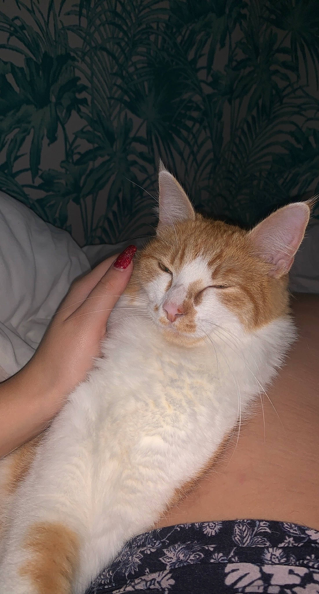 Polochon participe au concours pour gagner de l'argent avec cette photo : carnivore, cat, comfort, domestic_short_haired_cat, ear, fawn, felidae, fur, gesture, lap, nail, paw, sitting, small_to_medium_sized_cats, snout, tail, terrestrial_animal, whiskers