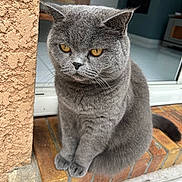 Nala a rejoint le concours — aidez-le/la à gagner de superbes lots ! cat, british_shorthair, gray_fur, amber_eyes, sitting, doorstep, brick, indoor, pet, feline, whiskers, cute, plush, portrait, animal, fur, house, window, paws, calm