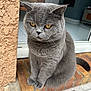 cat, british_shorthair, gray_fur, amber_eyes, sitting, doorstep, brick, indoor, pet, feline, whiskers, cute, plush, portrait, animal, fur, house, window, paws, calm