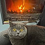 Nala participe au concours pour gagner de l'argent avec cette photo : cat, gray_cat, yellow_eyes, fireplace, fire, wooden_stick, indoor, cozy, furniture, warmth, pet, animal, relaxing, closeup, home, couch, domestic, fur, whiskers, comfort