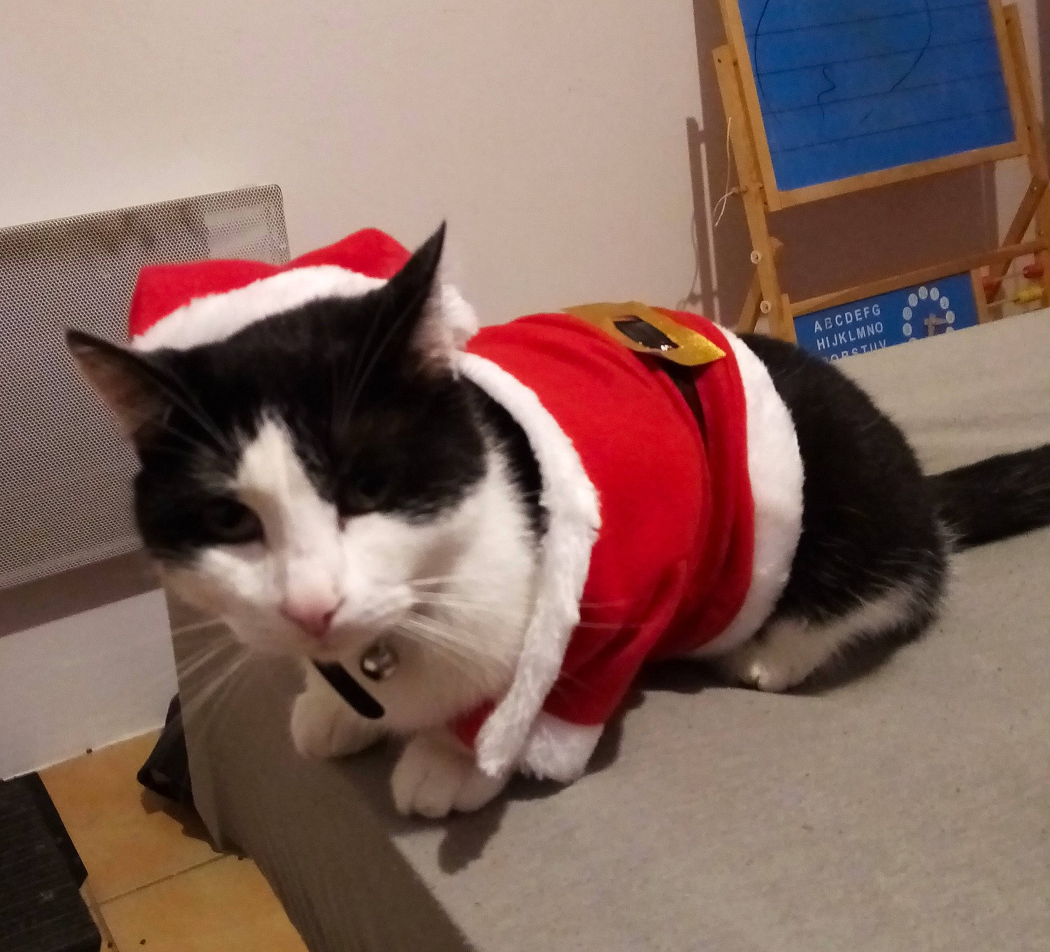 Kitkat a rejoint le concours — aidez-le/la à gagner de superbes lots ! carnivore, cat, domestic_short_haired_cat, felidae, fur, japanese_bobtail, kitten, lap, mammal, paw, polydactyl_cat, small_to_medium_sized_cats, snout, tail, whiskers