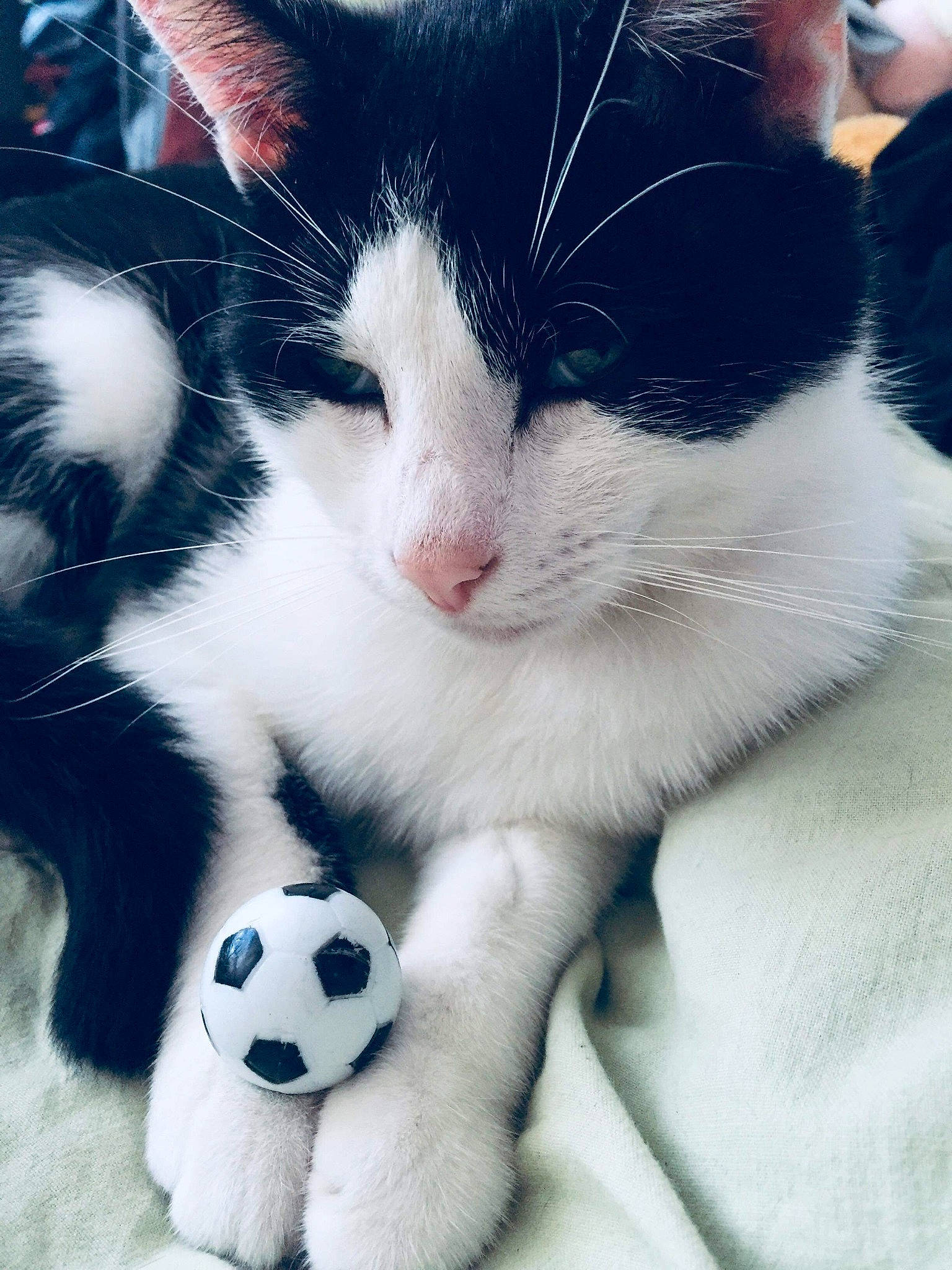 Kitkat participe au concours pour gagner de l'argent avec cette photo : black_and_white, carnivore, cat, domestic_short_haired_cat, felidae, fur, japanese_bobtail, kitten, polydactyl_cat, small_to_medium_sized_cats, snout, whiskers