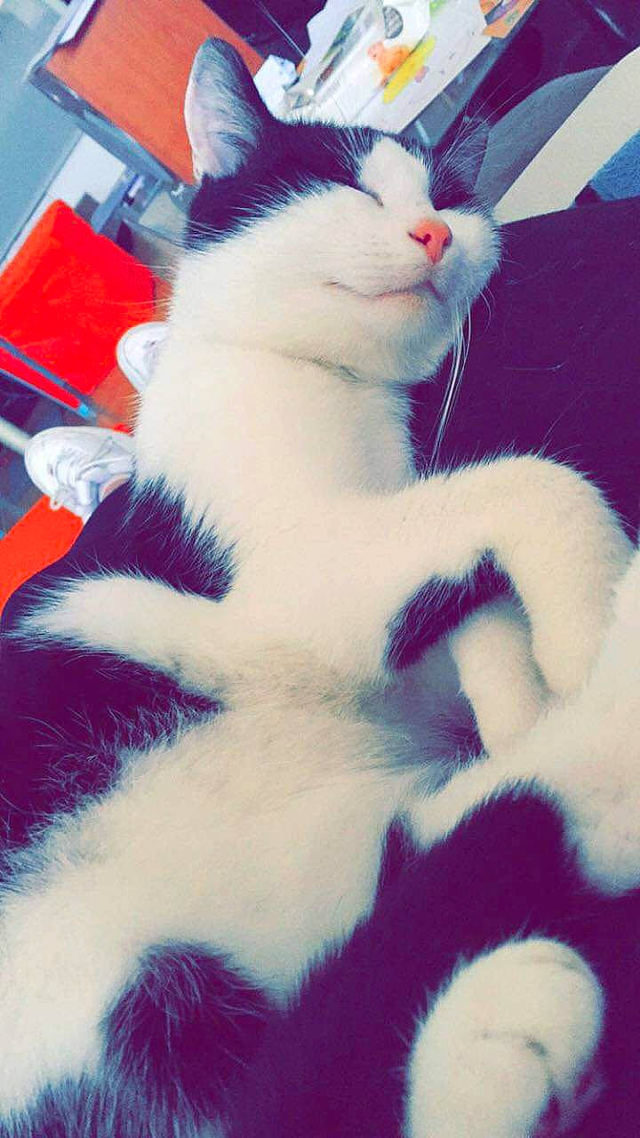 Kitkat a rejoint le concours — aidez-le/la à gagner de superbes lots ! aegean_cat, american_wirehair, asian, carnivore, cat, felidae, fur, japanese_bobtail, kitten, mammal, paw, polydactyl_cat, small_to_medium_sized_cats, tail, turkish_angora, turkish_van, whiskers