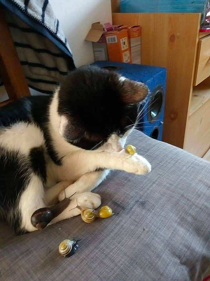 Kitkat participe au concours pour gagner de l'argent avec cette photo : canidae, carnivore, cat, companion_dog, dog, dog_breed, felidae, small_to_medium_sized_cats, sporting_group