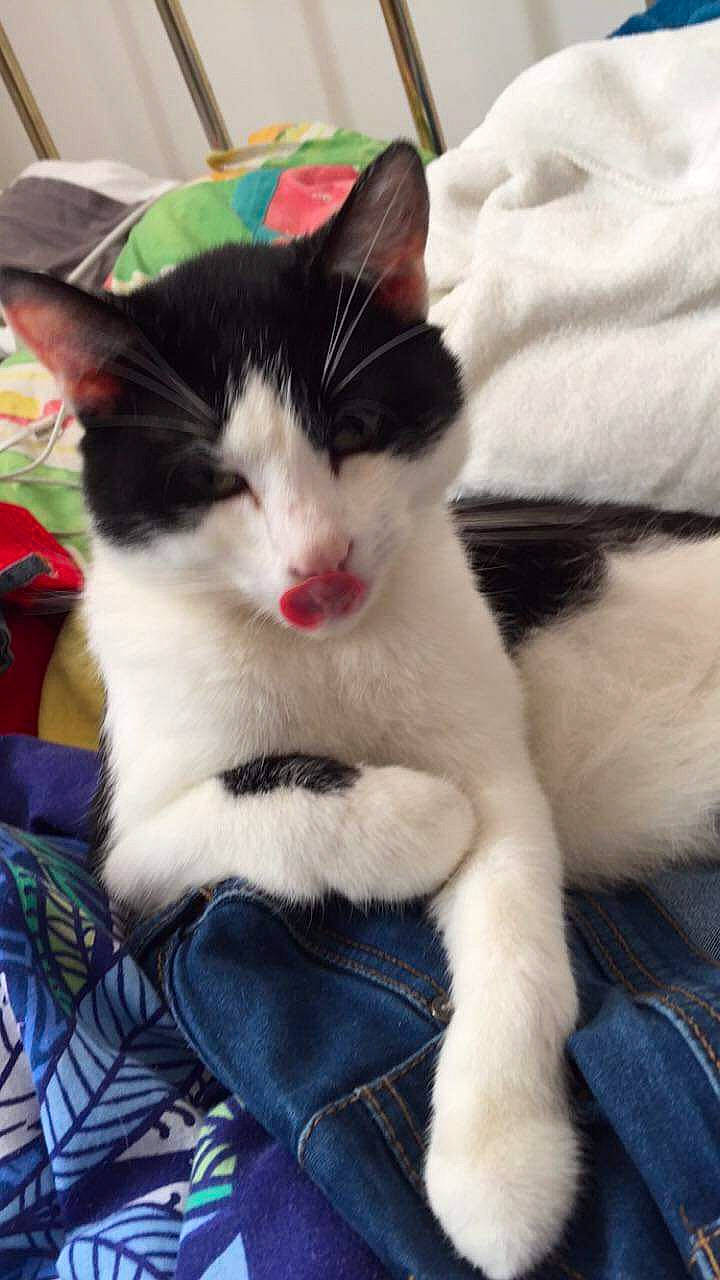 Kitkat participe au concours pour gagner de l'argent avec cette photo : aegean_cat, carnivore, cat, domestic_short_haired_cat, felidae, fur, kitten, mammal, polydactyl_cat, small_to_medium_sized_cats, snout, turkish_van, whiskers