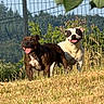 animal, black_patches, brindle, canine, daytime, dog, fence, field, grass, happy, nature, outdoor, pets, playful, summer, sunlight, tongue_out, trees, two_dogs, white_dog
