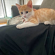 Athena a rejoint le concours — aidez-le/la à gagner de superbes lots ! kitten, cat, orange_cat, white_cat, pet, indoor, couch, window, curious, relaxed, person, black_clothing, furniture, floor, daylight, fur, animal, paw, resting, home
