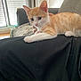 kitten, cat, orange_cat, white_cat, pet, indoor, couch, window, curious, relaxed, person, black_clothing, furniture, floor, daylight, fur, animal, paw, resting, home