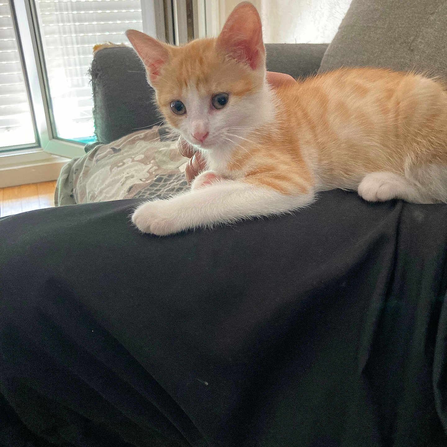 Athena a rejoint le concours — aidez-le/la à gagner de superbes lots ! animal, black_clothing, cat, couch, curious, daylight, floor, fur, furniture, home, indoor, kitten, orange_cat, paw, person, pet, relaxed, resting, white_cat, window