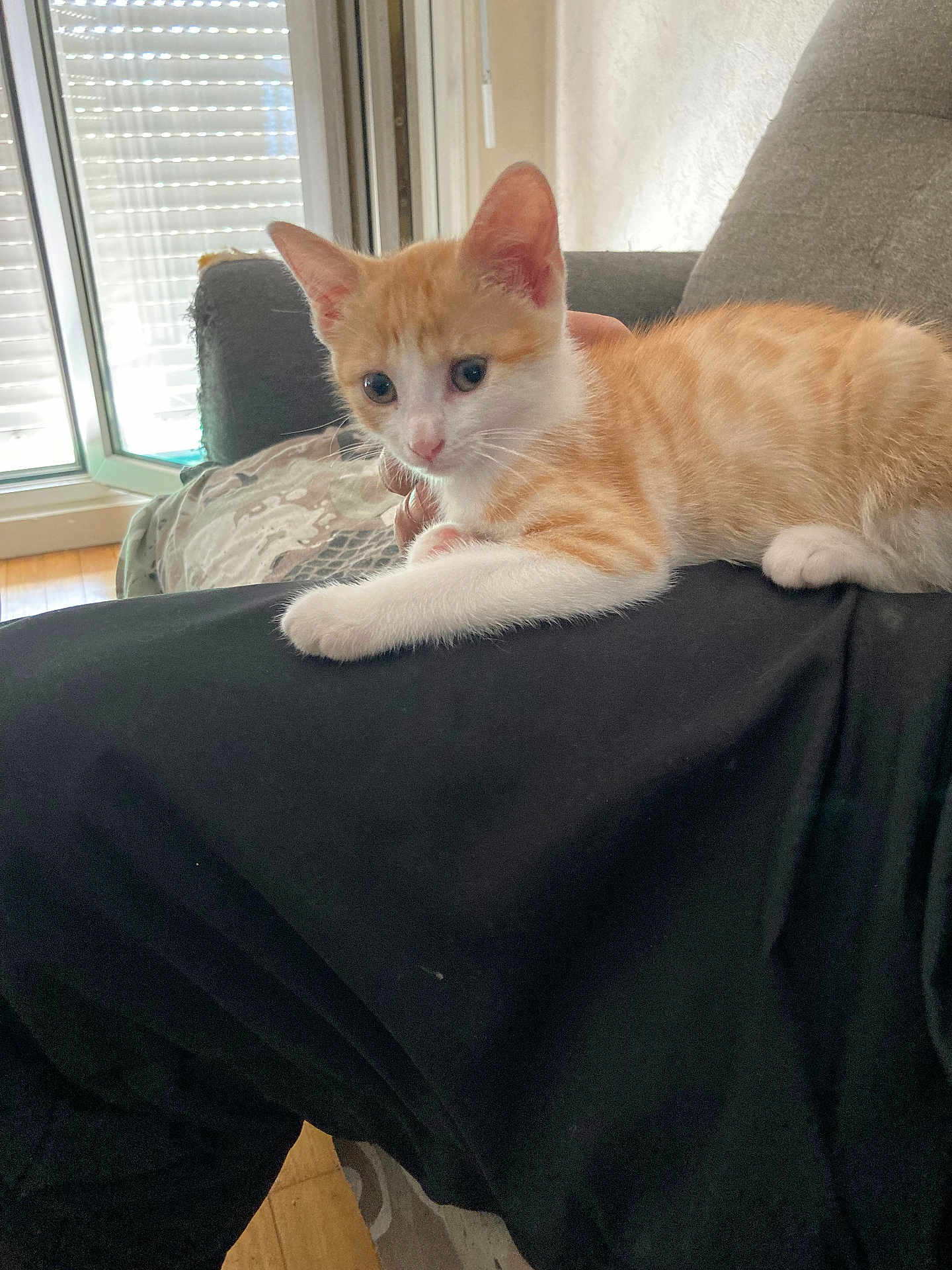 Athena a rejoint le concours — aidez-le/la à gagner de superbes lots ! kitten, cat, orange_cat, white_cat, pet, indoor, couch, window, curious, relaxed, person, black_clothing, furniture, floor, daylight, fur, animal, paw, resting, home