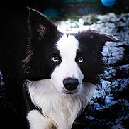 Volt participe au concours pour gagner de l'argent avec cette photo : dog, border_collie, blue_eyes, black_and_white, snow, grass, outdoor, animal, pet, fur, portrait, lying_down, winter, nature, canine, mammal, ears, nose, face, focused
