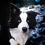 dog, border_collie, blue_eyes, black_and_white, snow, grass, outdoor, animal, pet, fur, portrait, lying_down, winter, nature, canine, mammal, ears, nose, face, focused