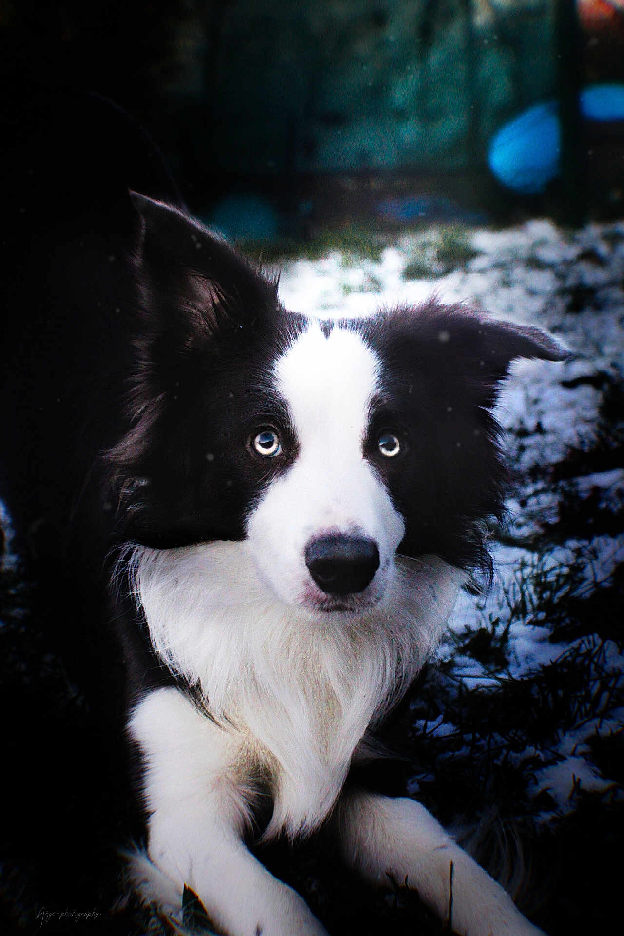 Volt participe au concours pour gagner de l'argent avec cette photo : dog, border_collie, blue_eyes, black_and_white, snow, grass, outdoor, animal, pet, fur, portrait, lying_down, winter, nature, canine, mammal, ears, nose, face, focused