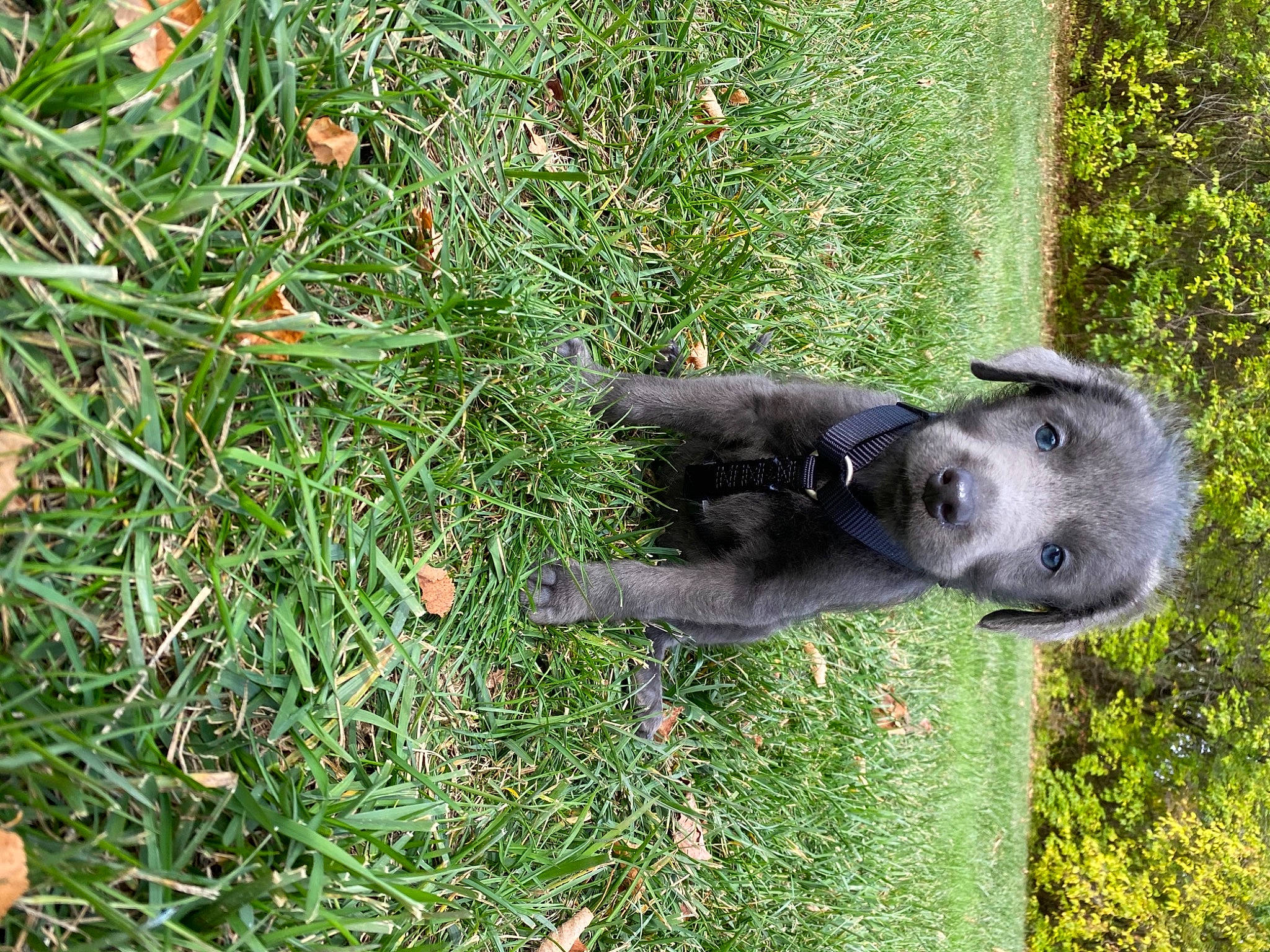 Brixley joined the competition — help win amazing prizes! canidae, carnivore, dog, dog_breed, fawn, grass, plant, puppy, snout, sporting_group