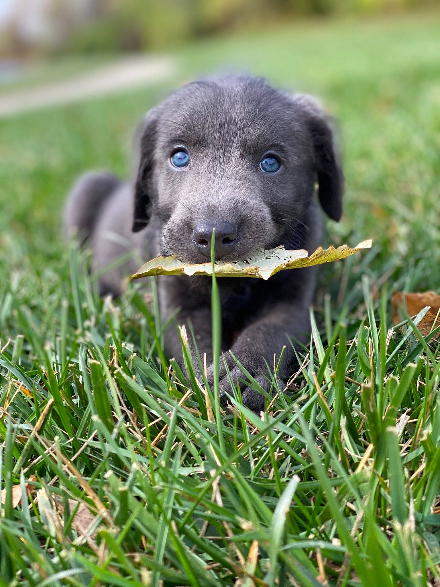 Brixley is registered to the contest to win money with this photo: canidae, carnivore, dog, dog_breed, flat_coated_retriever, grass, hunting_dog, labrador_retriever, mammal, patterdale_terrier, pointing_breed, puppy, rare_breed_dog, retriever, snout, sporting_group, vertebrate