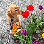 Maya is registered to the contest to win money with this photo: puppy, dog, leash, flower_bed, tulips, red_tulips, purple_tulips, orange_tulip, green_leaves, stone_border, sidewalk, outdoor, curious, pet, canine, nature, spring, urban, pavement, closeup