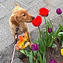 puppy, dog, leash, flower_bed, tulips, red_tulips, purple_tulips, orange_tulip, green_leaves, stone_border, sidewalk, outdoor, curious, pet, canine, nature, spring, urban, pavement, closeup