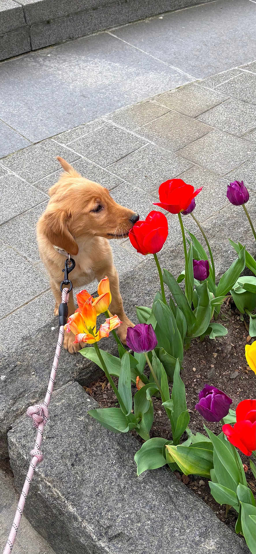 Maya is registered to the contest to win money with this photo: puppy, dog, leash, flower_bed, tulips, red_tulips, purple_tulips, orange_tulip, green_leaves, stone_border, sidewalk, outdoor, curious, pet, canine, nature, spring, urban, pavement, closeup
