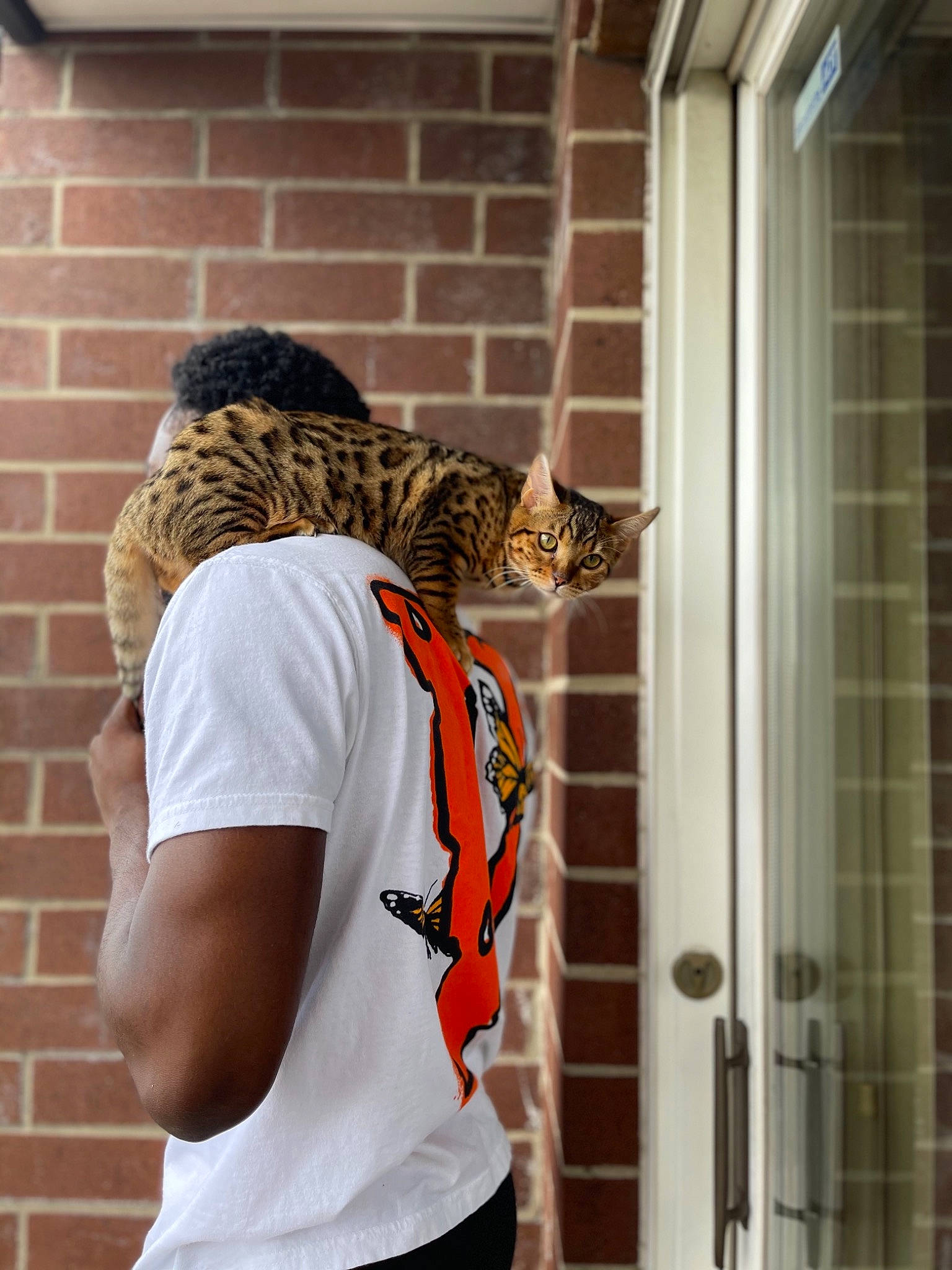 Dream joined the competition — help win amazing prizes! brick, brickwork, carnivore, cat, elbow, felidae, fur, grey, orange, pattern, shoulder, sleeve, small_to_medium_sized_cats, sportswear, street_fashion, t_shirt, tail, textile, whiskers, wood