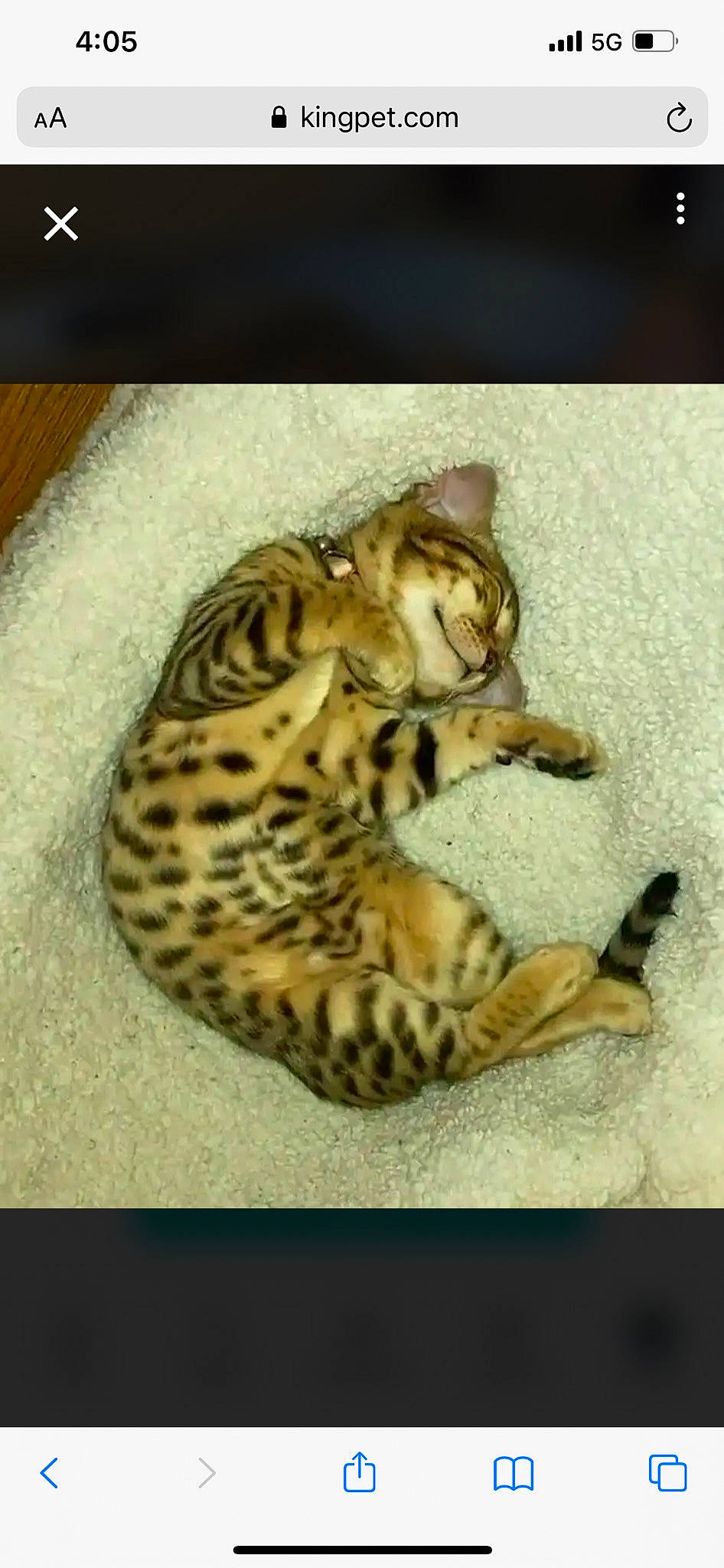 Dream is registered to the contest to win money with this photo: big_cats, carnivore, cat, fawn, felidae, fur, jaguar, leopard, ocelot, pattern, paw, small_to_medium_sized_cats, tail, terrestrial_animal, whiskers, wildlife