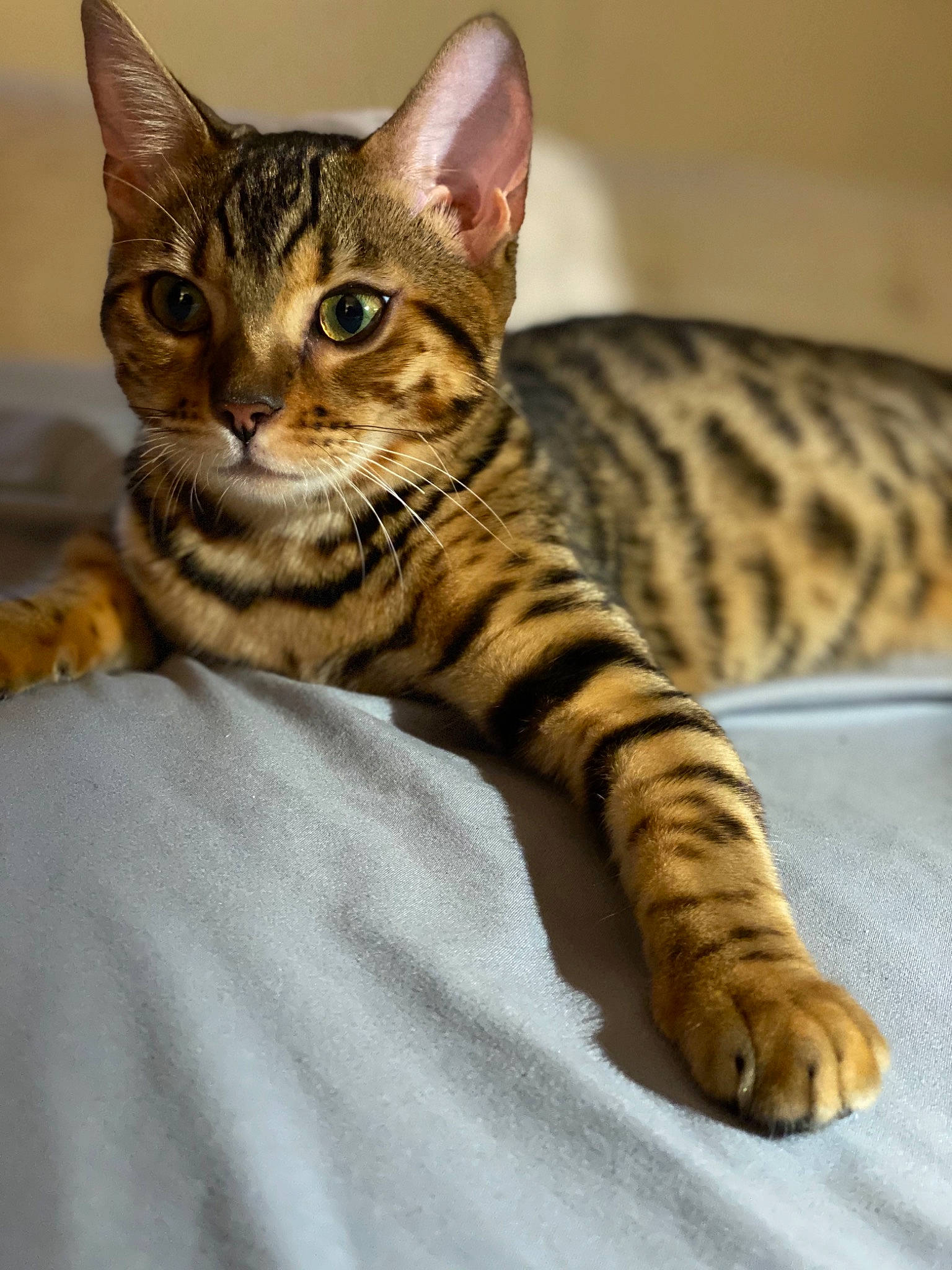 Dream joined the competition — help win amazing prizes! carnivore, cat, claw, comfort, domestic_short_haired_cat, eye, felidae, fur, head, paw, sitting, small_to_medium_sized_cats, snout, terrestrial_animal, whiskers, wildlife