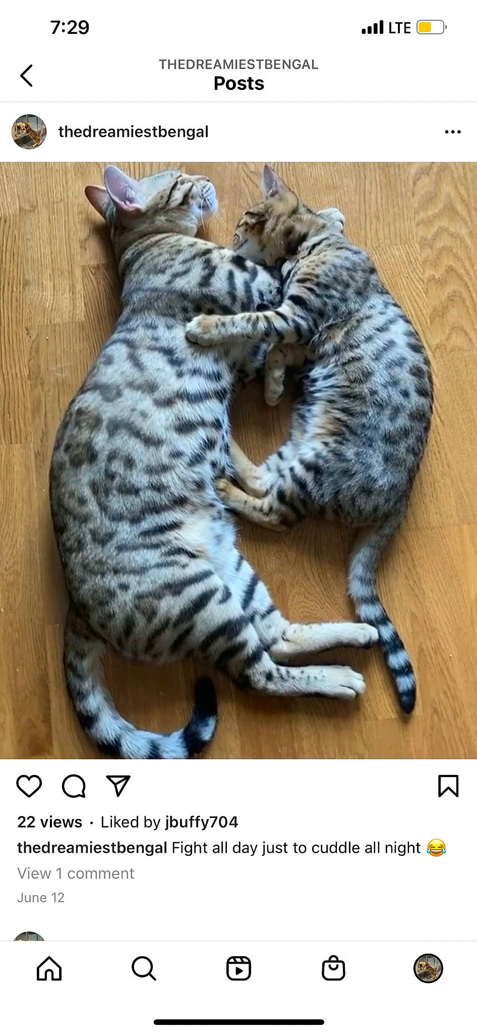 Drex is registered to the contest to win money with this photo: carnivore, cat, claw, domestic_short_haired_cat, felidae, font, foot, fur, metal, organism, paw, photo_caption, small_to_medium_sized_cats, snout, tail, terrestrial_animal, toe, whiskers, wildlife, wood