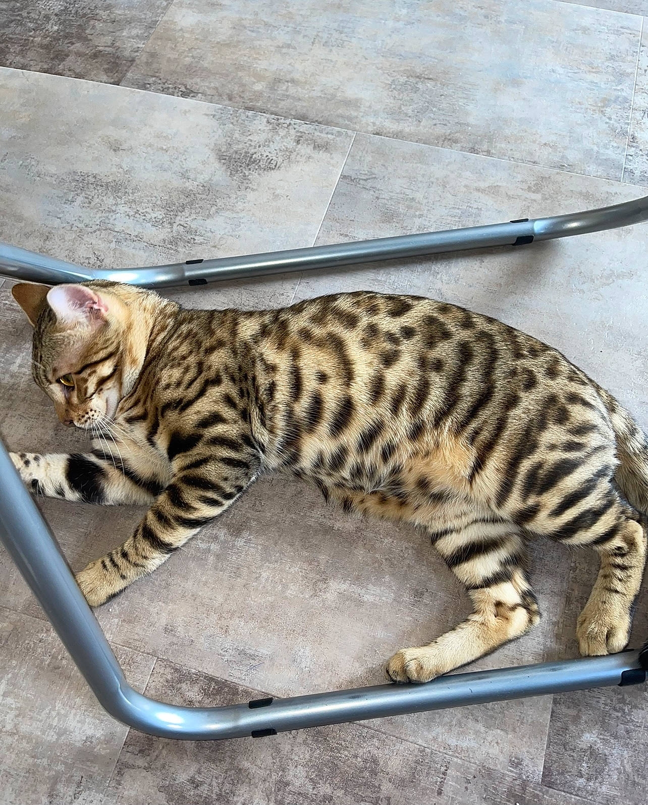 Drex joined the competition — help win amazing prizes! carnivore, cat, cat_bed, claw, comfort, domestic_short_haired_cat, felidae, fur, metal, nap, paw, small_to_medium_sized_cats, snout, tail, terrestrial_animal, tire, vertebrate, whiskers, wildlife