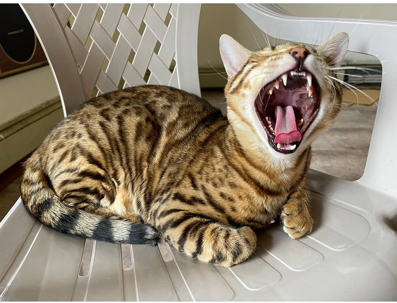 Drex is registered to the contest to win money with this photo: carnivore, cat, comfort, domestic_short_haired_cat, eye, fang, felidae, fur, mammal, paw, roar, sitting, small_to_medium_sized_cats, snout, terrestrial_animal, tooth, vertebrate, whiskers, yawn