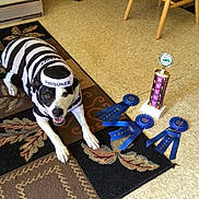 Jack is registered to the contest to win money with this photo: accessories, animal, bostonbull, boxer, bulldog, canine, couch, dog, furniture, homedecor, hound, labradorretriever, machine, pet, pointer, puppy, strap, trophy, wheel, wood