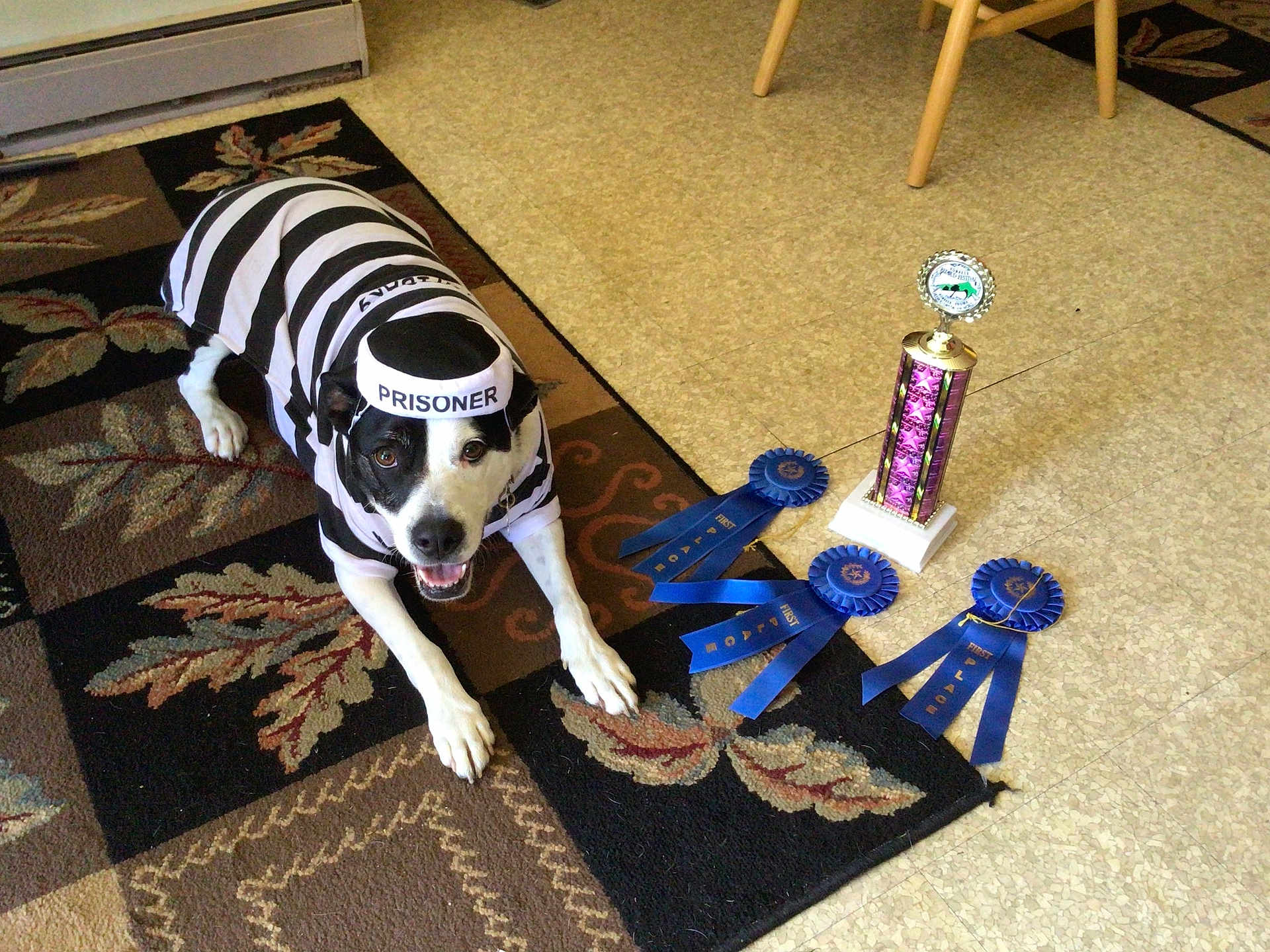 Jack is registered to the contest to win money with this photo: accessories, animal, bostonbull, boxer, bulldog, canine, couch, dog, furniture, homedecor, hound, labradorretriever, machine, pet, pointer, puppy, strap, trophy, wheel, wood