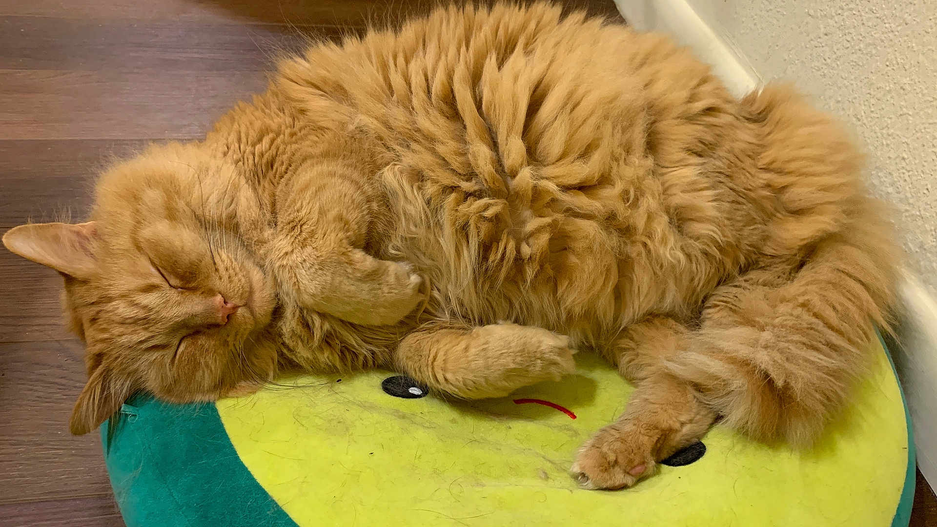 Big is registered to the contest to win money with this photo: cat, sleeping, fluffy, orange_cat, pet, indoor, floor, mat, cozy, relaxed, cute, fur, paw, tail, resting, animal, domestic, cute_face_mat, wood_floor, wall