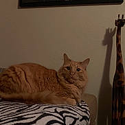 Big is registered to the contest to win money with this photo: cat, orange_cat, furniture, blanket, zebra_pattern, wooden_giraffe, shadow, wall, indoor, pet, animal, relaxed, curious, furry, tabby, decor, cozy, mammal, resting, home