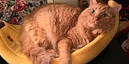 Big is registered to the contest to win money with this photo: cat, orange_cat, fluffy, pet_bed, banana_bed, indoor, cozy, tapestry, floral, green_eyes, relaxed, curious, feline, whiskers, tail, paw, fur, portrait, domestic_animal, animal