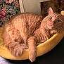 cat, orange_cat, fluffy, pet_bed, banana_bed, indoor, cozy, tapestry, floral, green_eyes, relaxed, curious, feline, whiskers, tail, paw, fur, portrait, domestic_animal, animal
