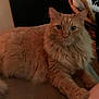 Big joined the competition — help win amazing prizes! cat, orange_cat, fluffy, indoor, couch, plush_toys, blanket, furniture, pet, animal, relaxed, looking_at_camera, whiskers, tail, ears, paw, home, cozy, soft_lighting, curious