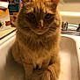 Big is registered to the contest to win money with this photo: cat, orange_cat, fluffy, pet, indoor, kitchen, sink, animal, feline, whiskers, fur, tail, domestic, curious, looking, sitting, household, cute, companion, closeup