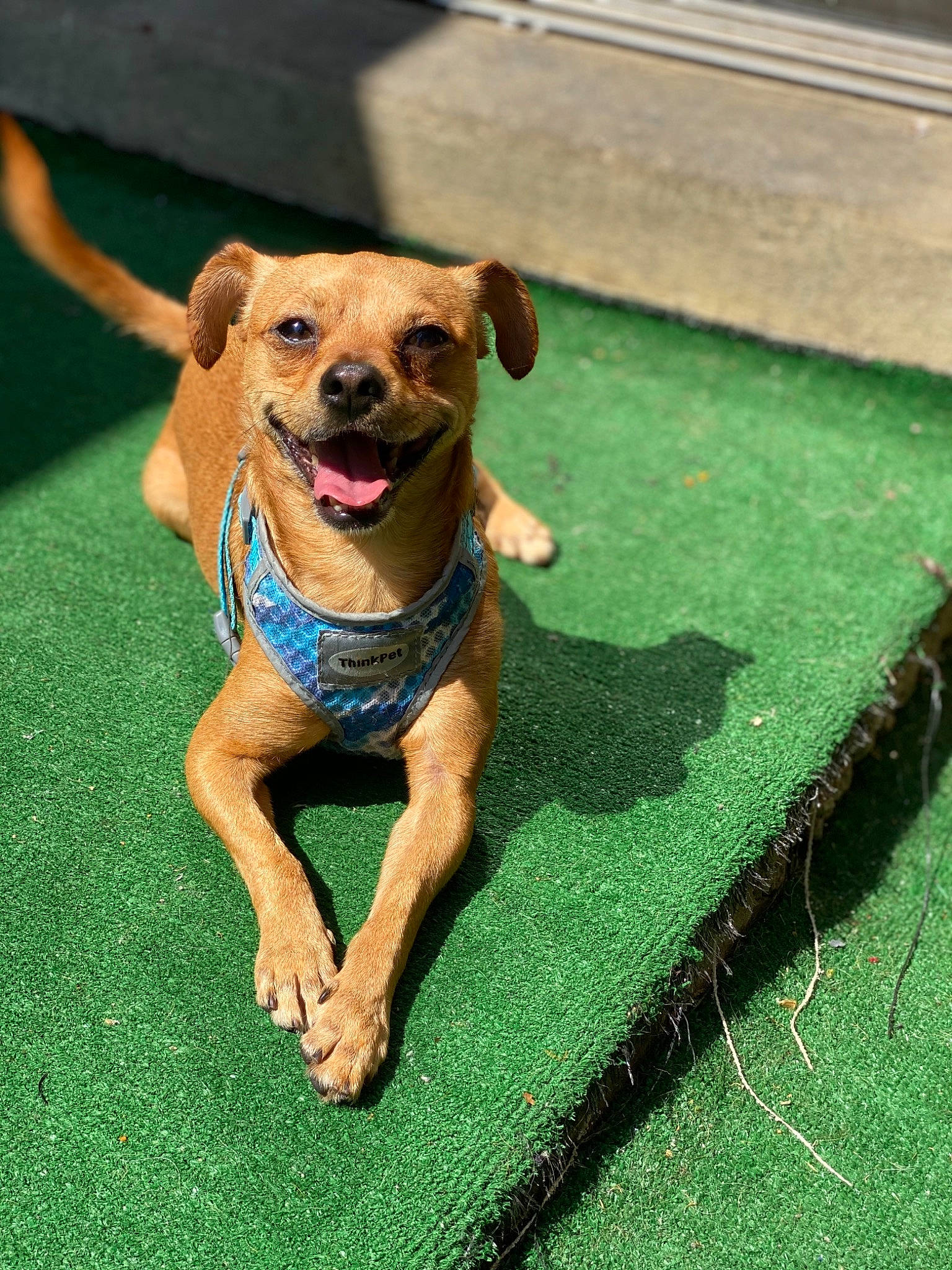 Scrappy joined the competition — help win amazing prizes! canidae, carnivore, companion_dog, dog, dog_breed, fawn, grass, mammal, puppy, rhodesian_ridgeback, sporting_group