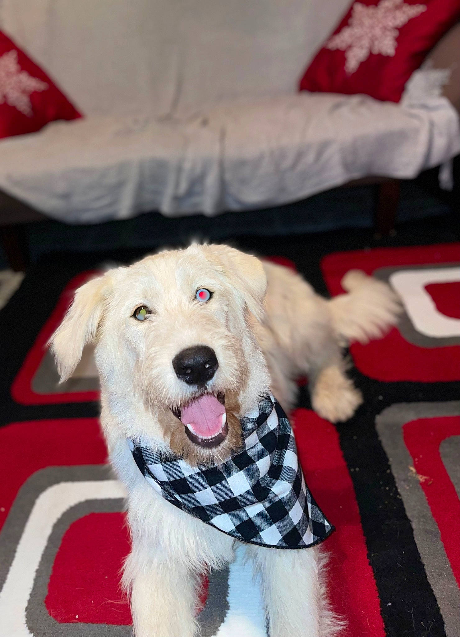 Tommy is registered to the contest to win money with this photo: canidae, carnivore, companion_dog, dog, dog_breed, dog_clothes, dog_supply, event, fur, guard_dog, happy, mammal, paw, sitting, smile, snout, sporting_group, terrier, textile, white