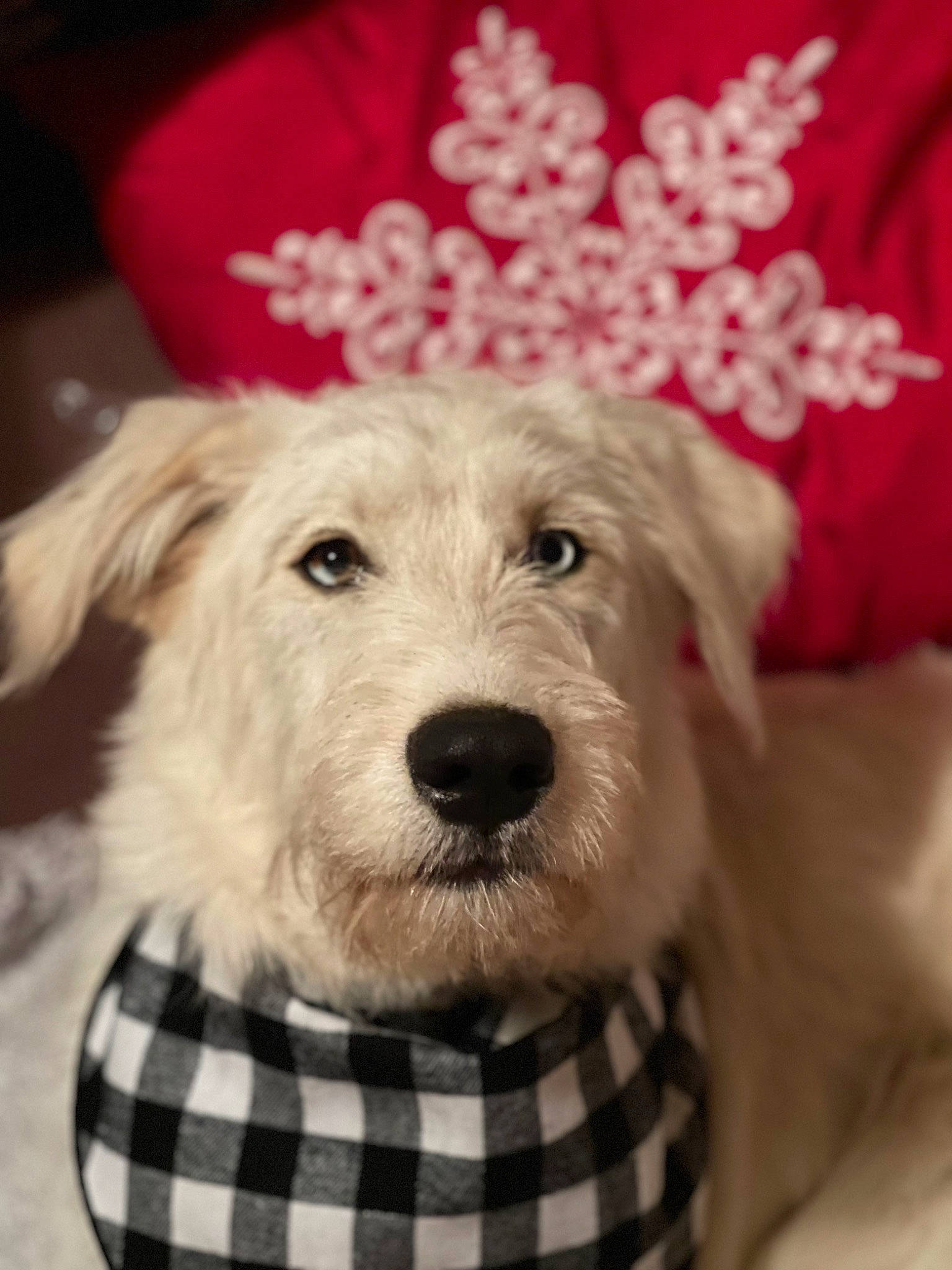 Tommy joined the competition — help win amazing prizes! canidae, carnivore, collar, companion_dog, dog, dog_breed, dog_clothes, dog_collar, dog_supply, fashion_accessory, fur, mammal, pattern, snout, sporting_group, tartan, terrier, toy_dog, white, working_animal