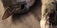 Kalie-Mist a rejoint le concours — aidez-le/la à gagner de superbes lots ! abyssinian, angora, animal, bodypart, cat, chair, couch, electronics, furniture, hardware, kitten, manx, mouth, person, pet, rat, rodent, siamese, sleeping, teeth