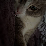 Kalie-Mist a rejoint le concours — aidez-le/la à gagner de superbes lots ! animal, blanket, cat, close_up, comfort, cozy, cute, domestic, face, feline, fur, green_eye, indoor, pet, relaxed, resting, sleepy, soft_lighting, texture, whiskers