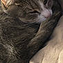 Kalie-Mist participe au concours pour gagner de l'argent avec cette photo : abyssinian, animal, blanket, cat, couch, furniture, homedecor, kitten, linen, manx, person, pet, quilt, sleeping
