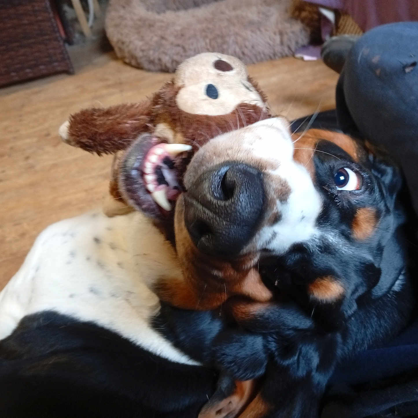 Sherlock a rejoint le concours — aidez-le/la à gagner de superbes lots ! chewed_toy, close_up, couch, dog, dog_bed, eye, floppy_ears, indoor, lap, nose, pet, playful, plush_toy, portrait, snout, teeth, toy, tricolor_coat, whiskers, wooden_floor